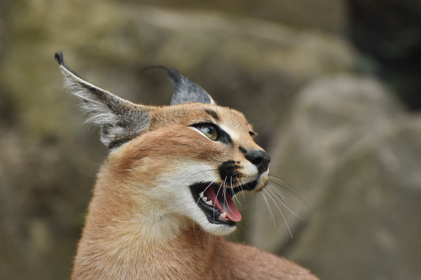 Caracal (Caracal caracal)