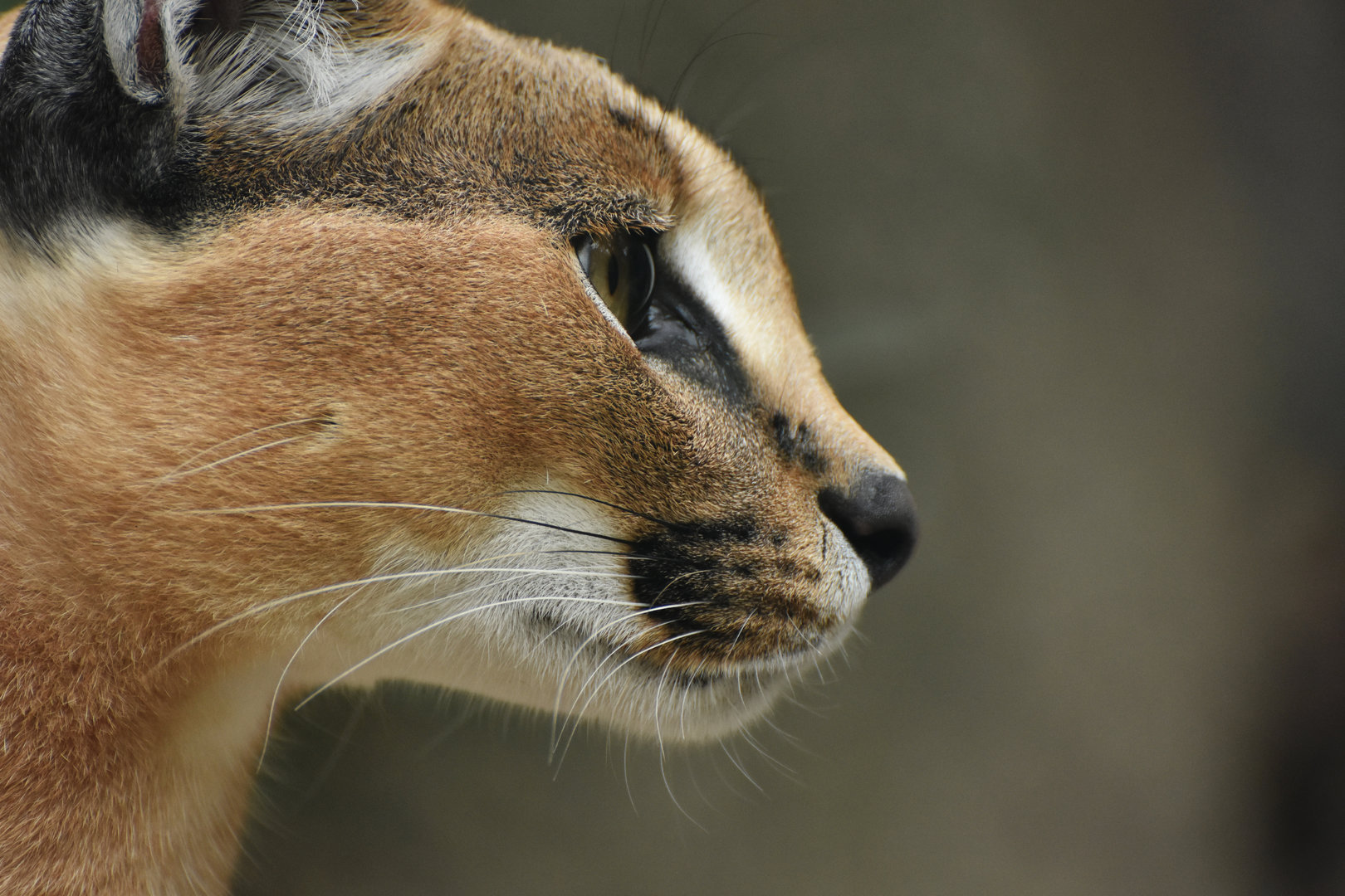 Caracal (Caracal caracal)