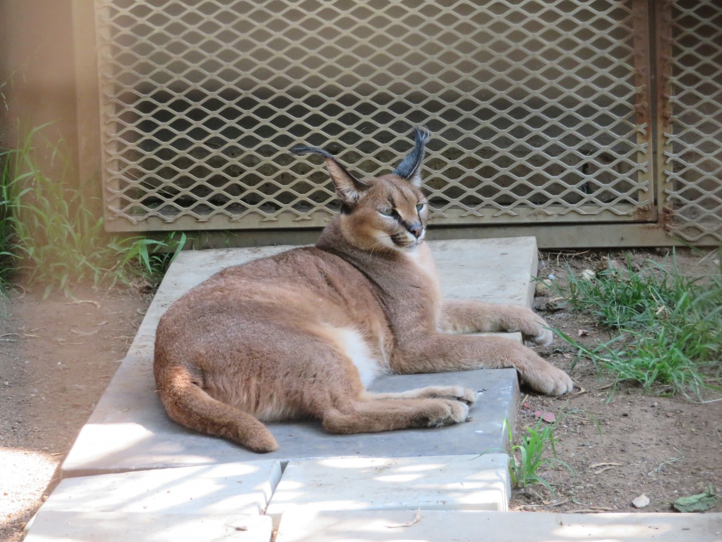 Caracal (Caracal caracal)