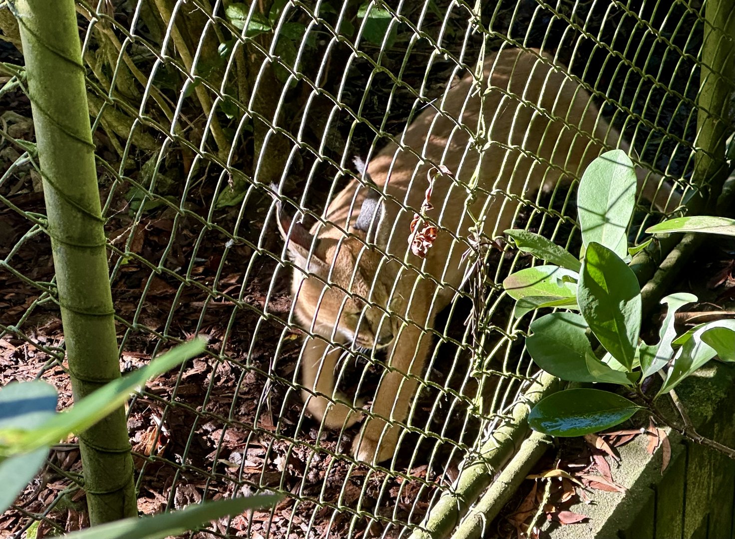 Caracal (Caracal caracal)