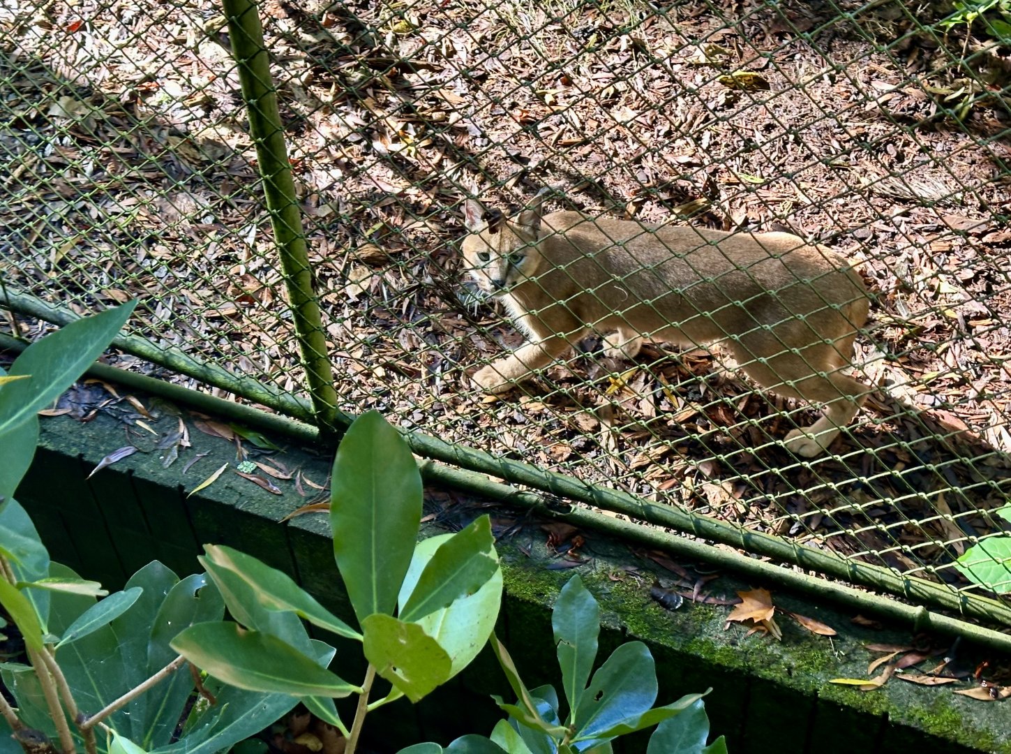 Caracal (Caracal caracal)