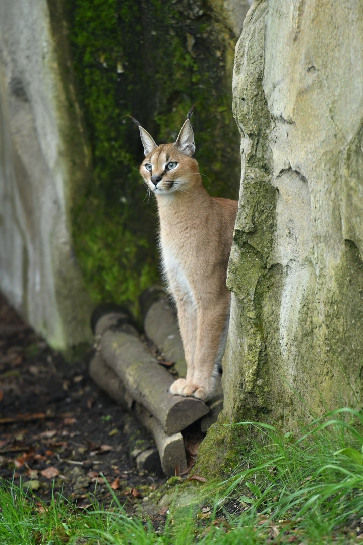Caracal (Caracal caracal)