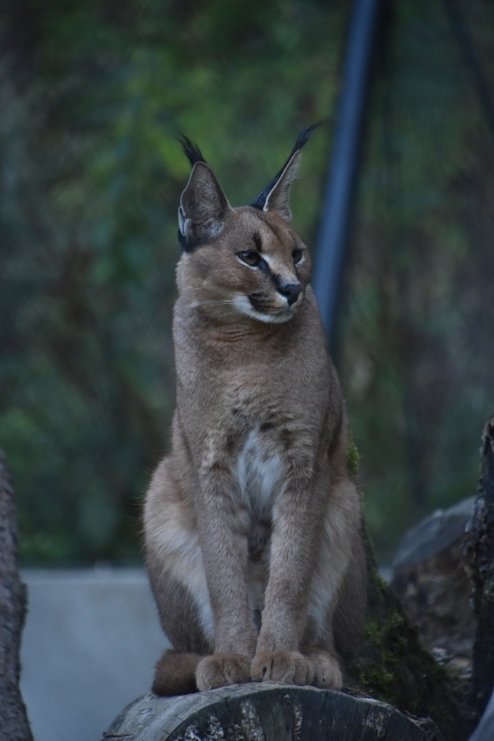 Caracal, Caracal caracal