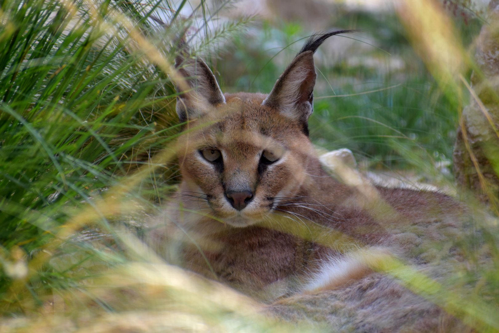 Caracal caracal - Caracal