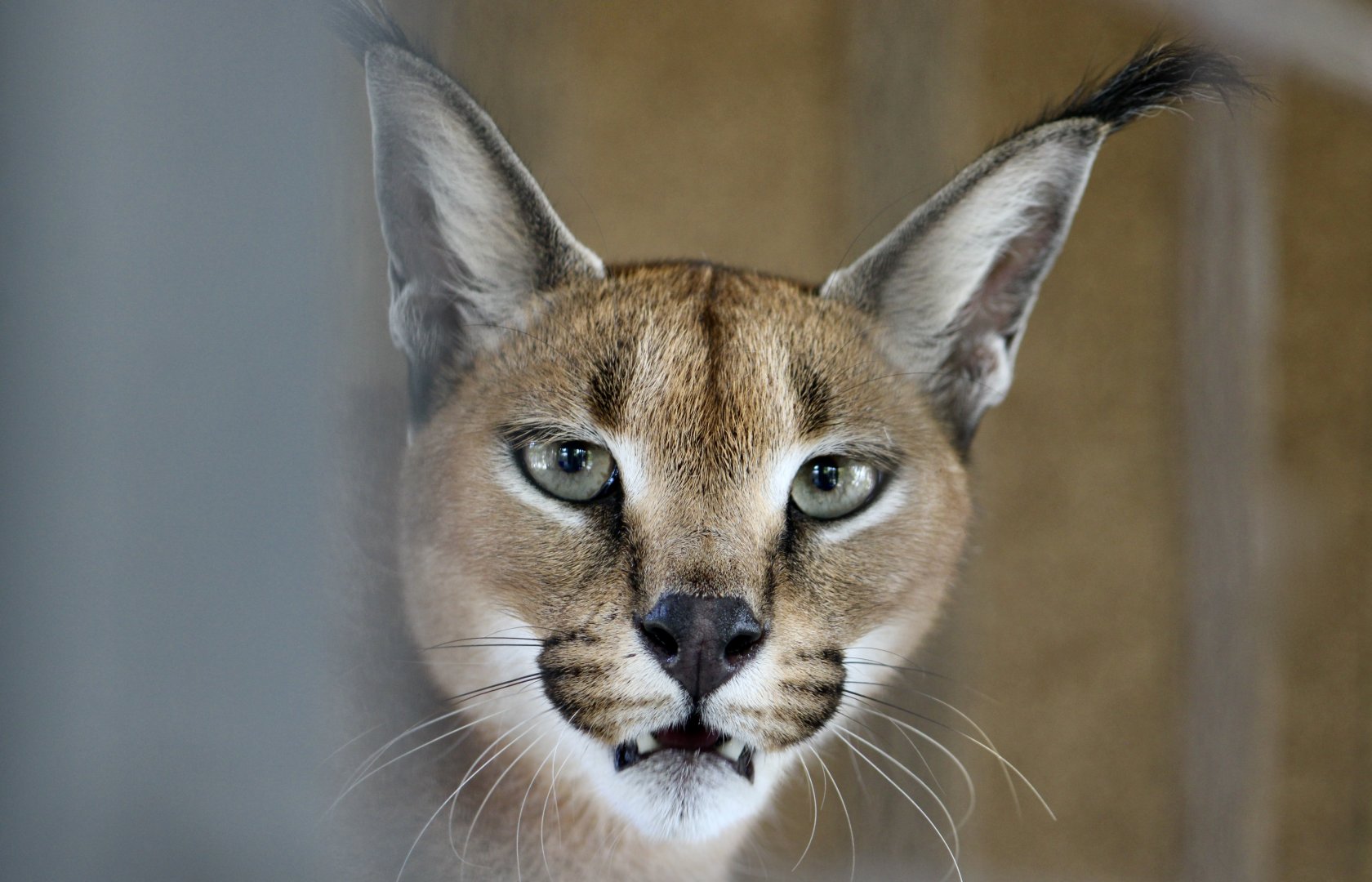 Caracal (Caracal caracal)
