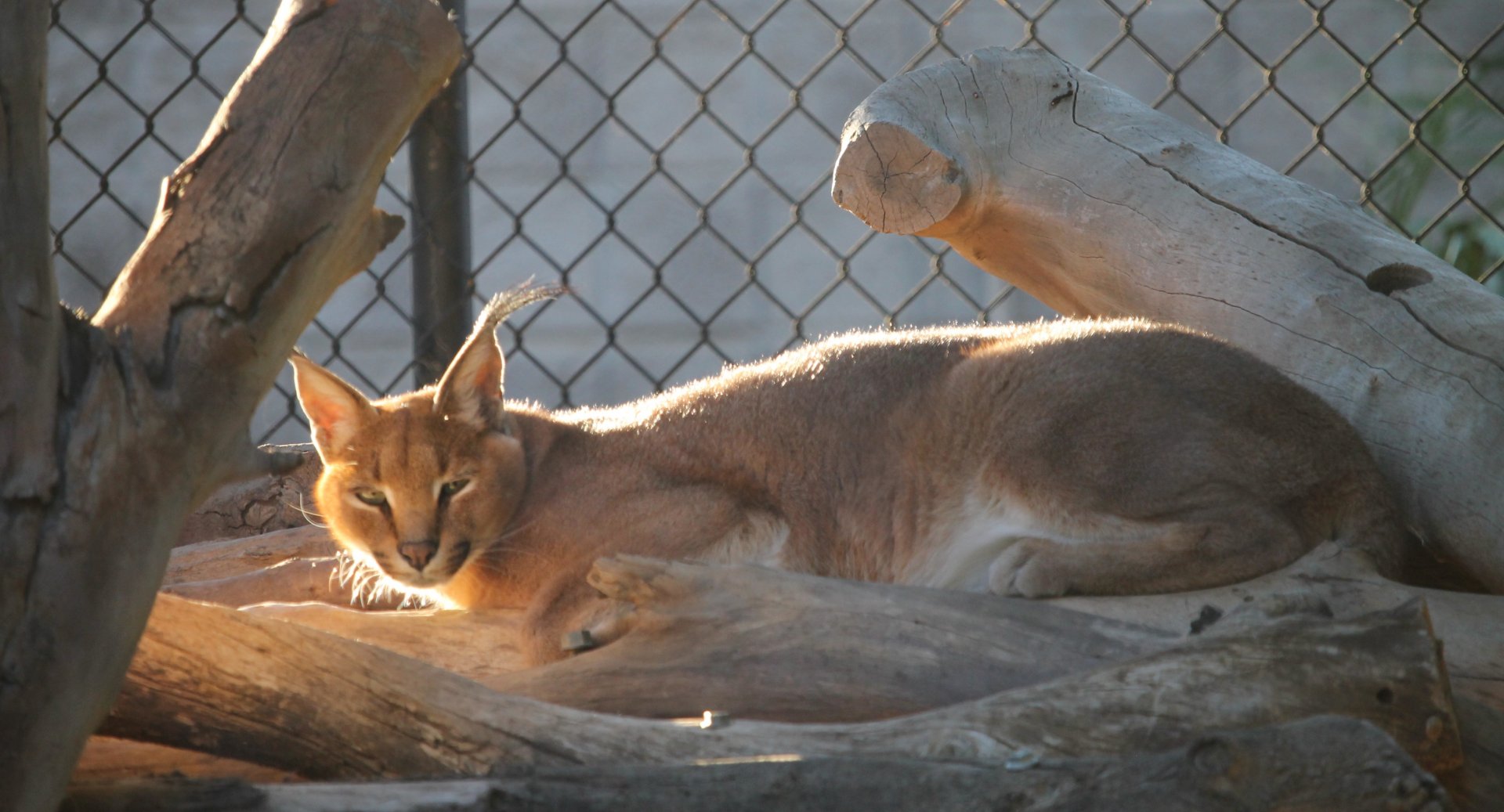 Caracal (Caracal caracal)