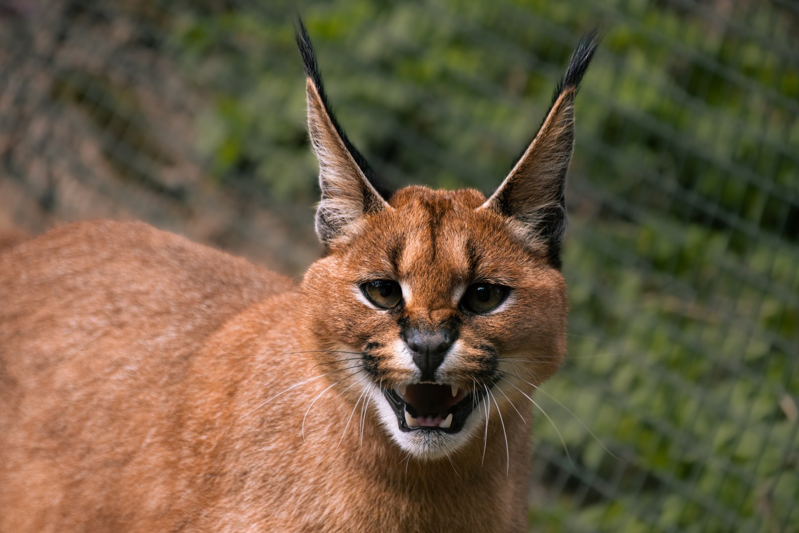 Caracal (Caracal caracal)