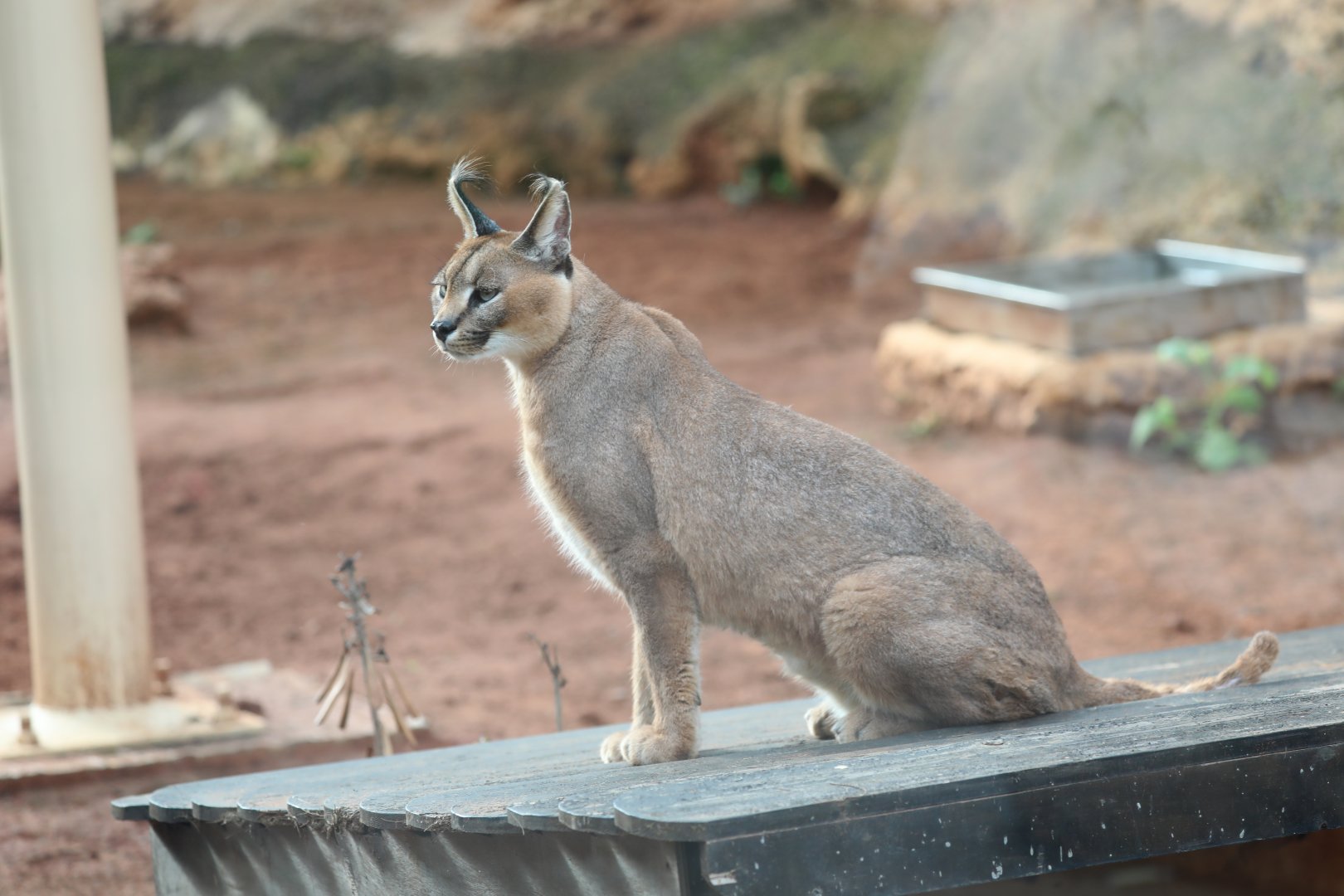 Caracal (Caracal caracal)