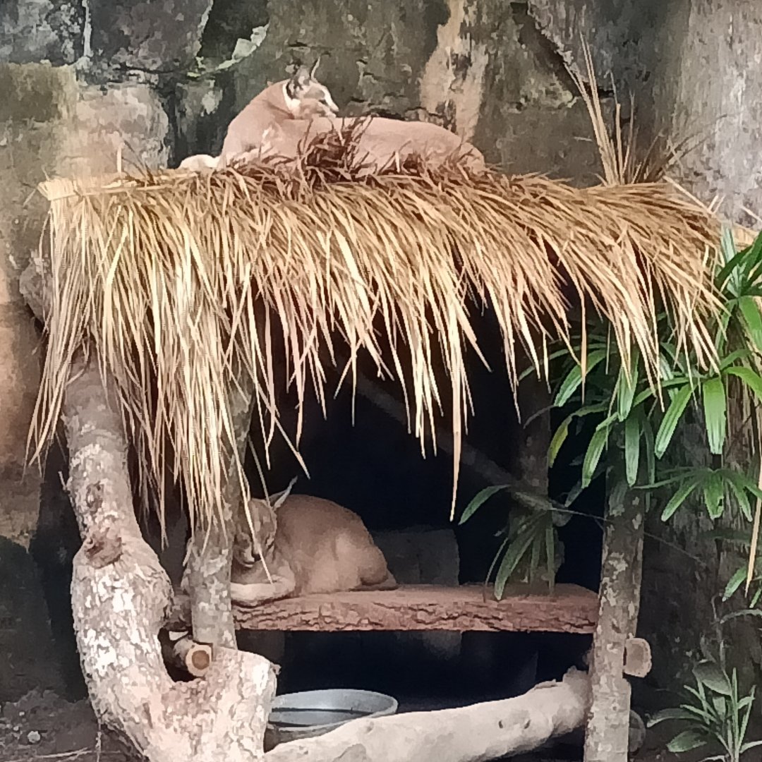 Caracal (Caracal caracal)