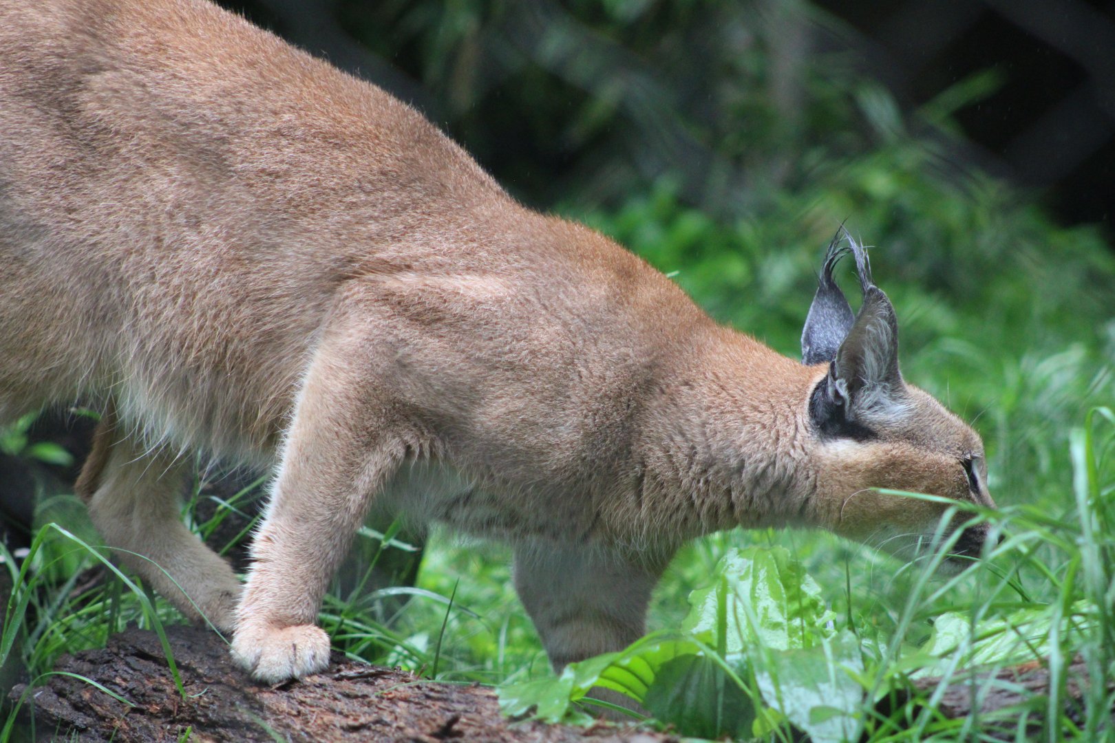 Caracal (Caracal caracal)