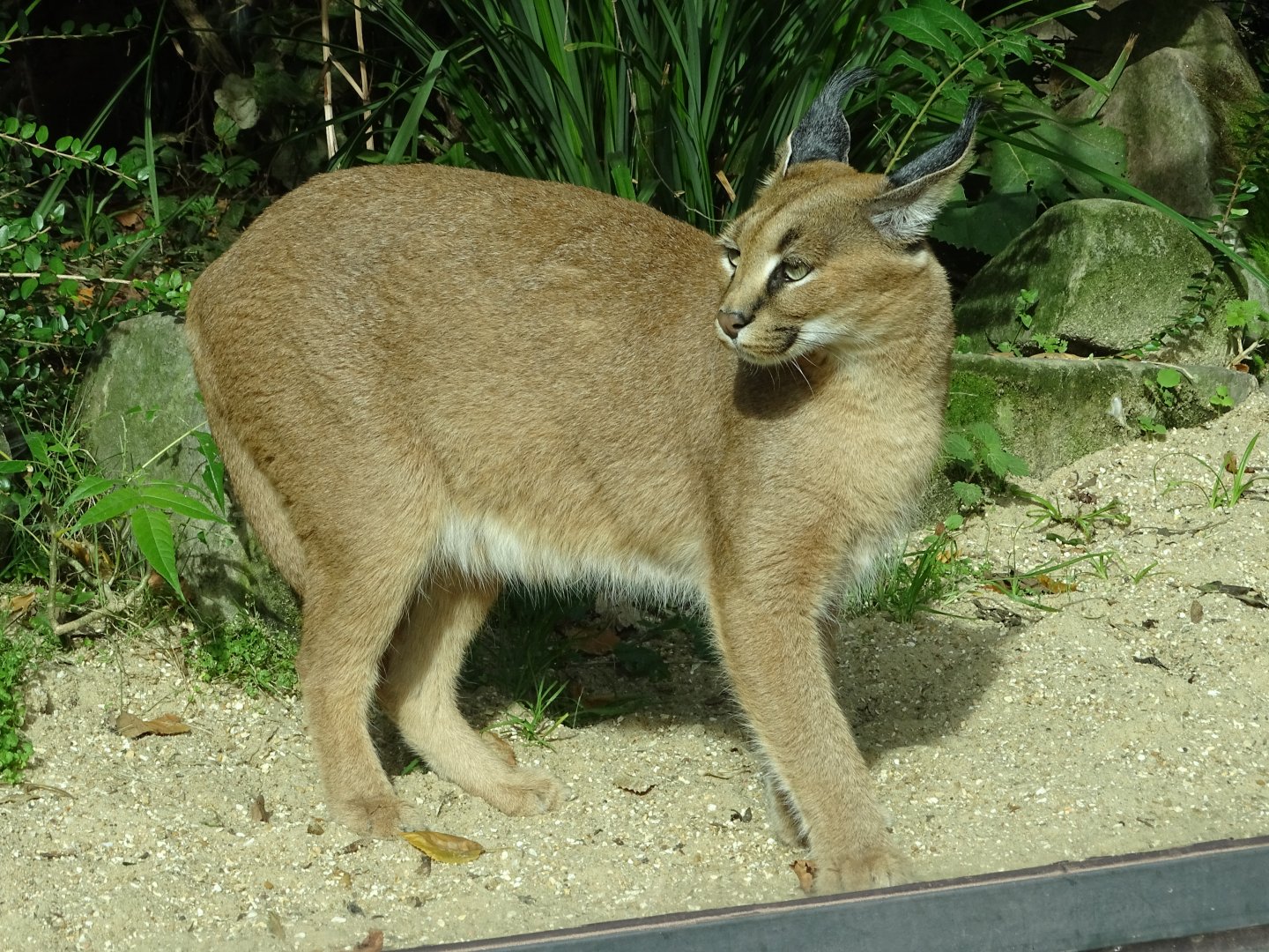 Caracal (Caracal caracal)