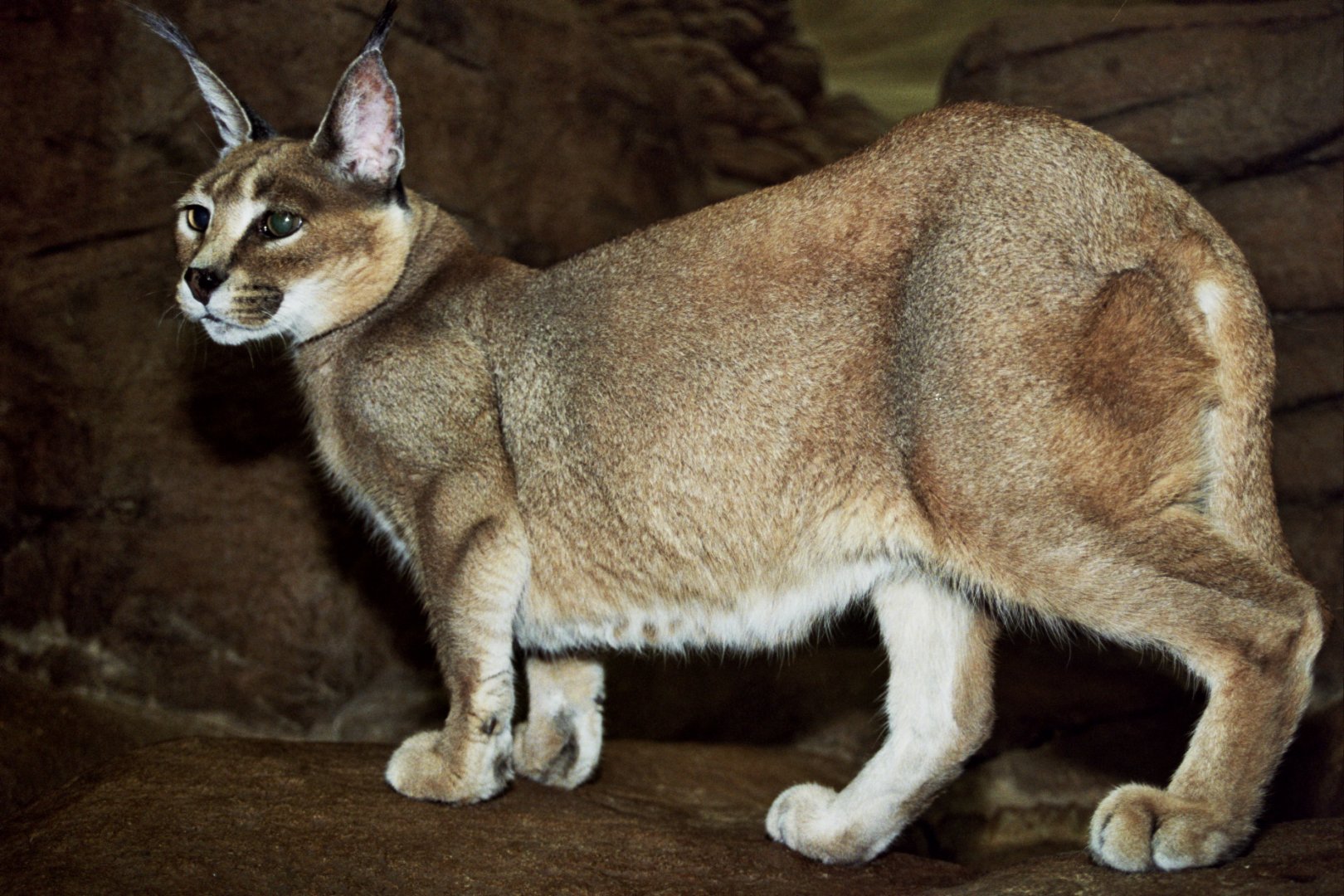 caracal (Caracal caracal)