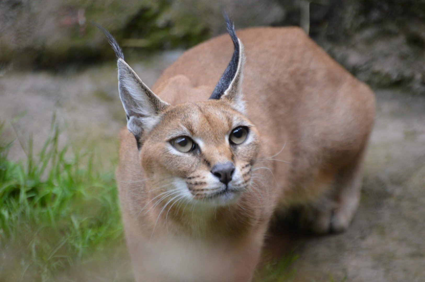 Caracal caracal, Peggy