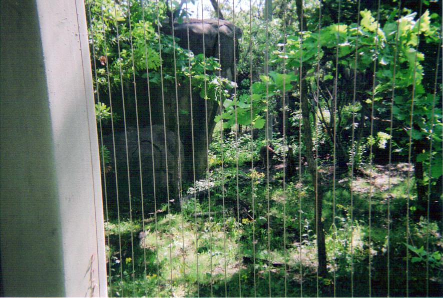 Caracal - Cat Country