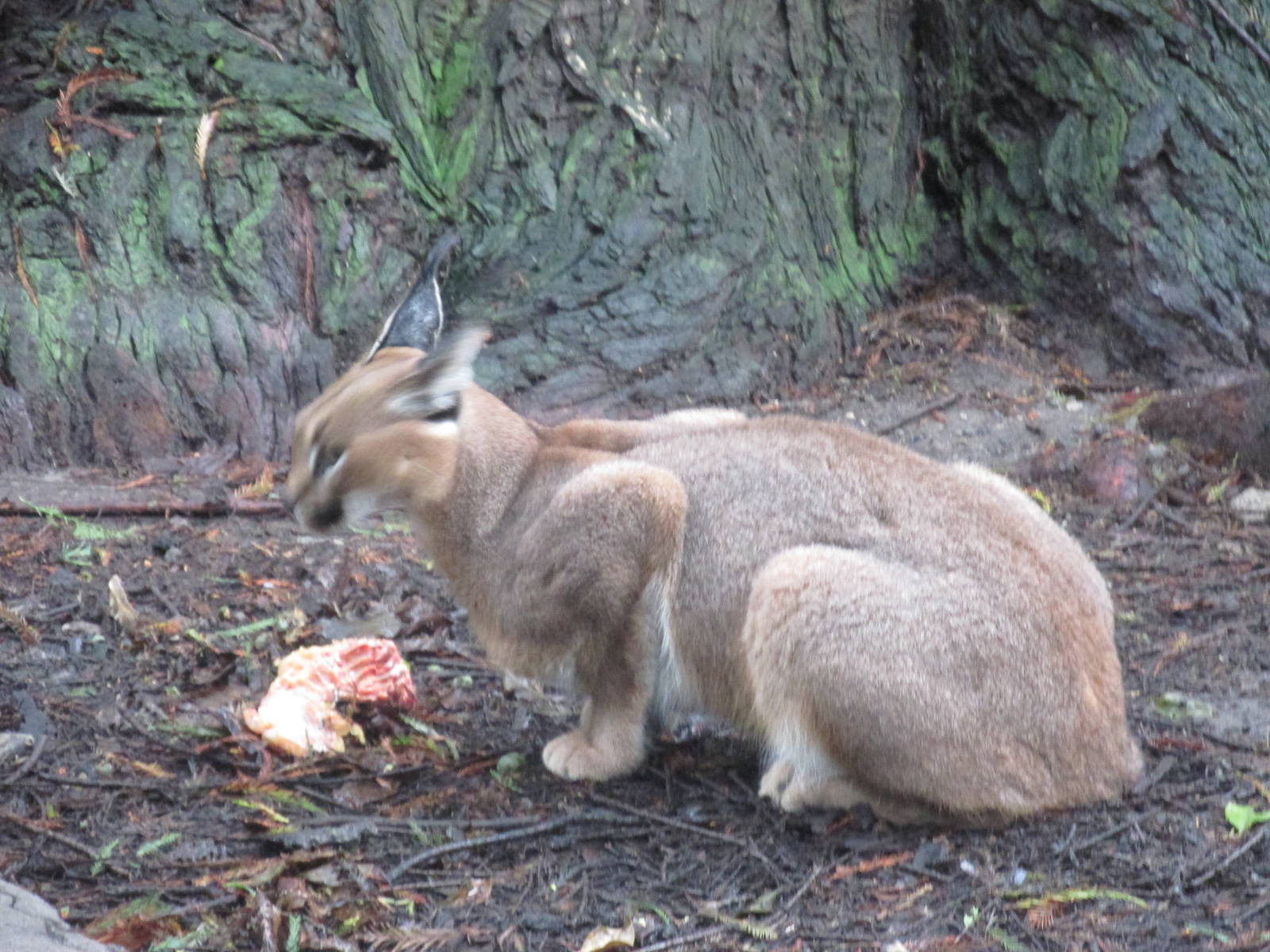 caracal chapultepec zoo