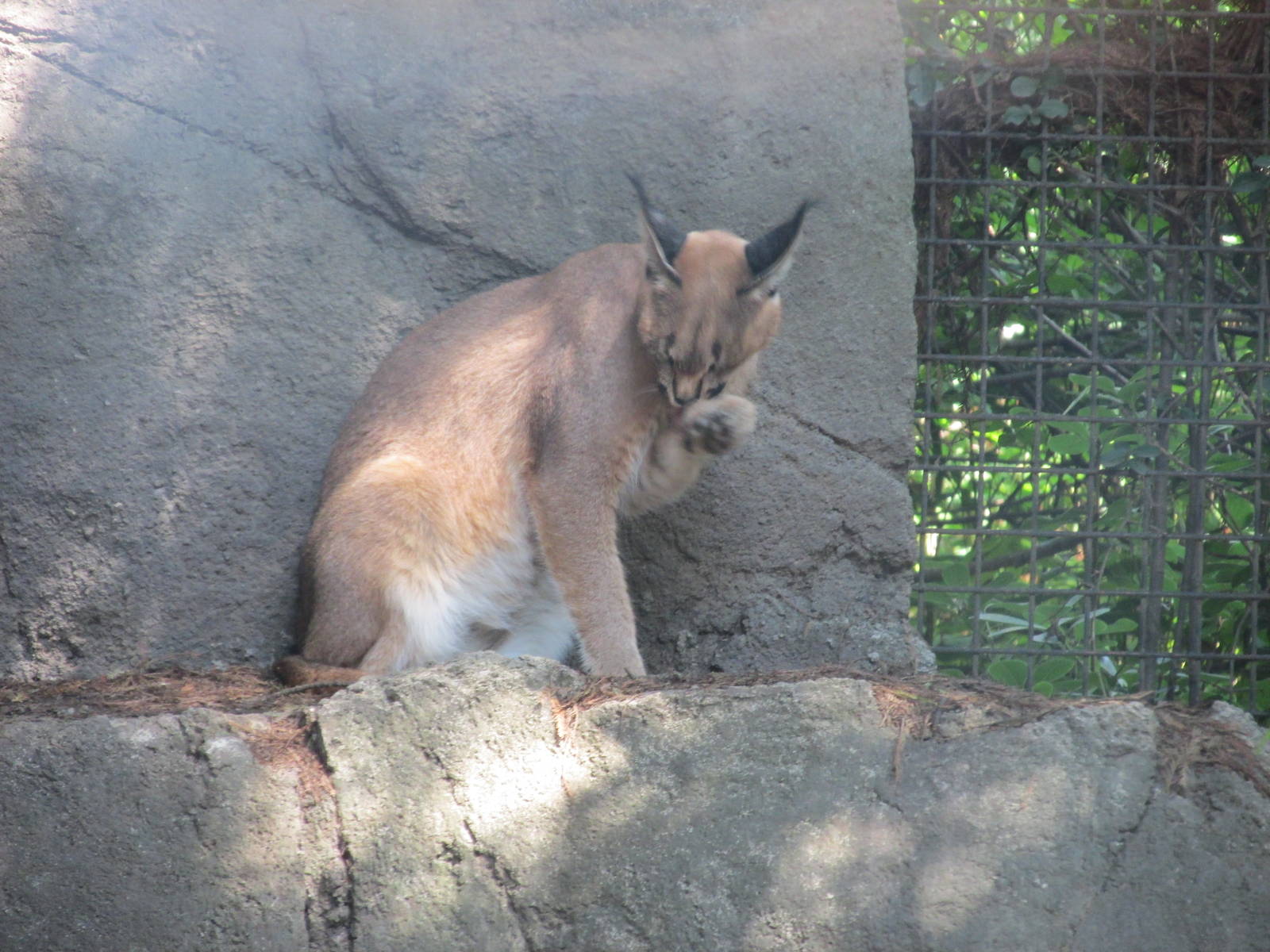 caracal chapultepec zoo