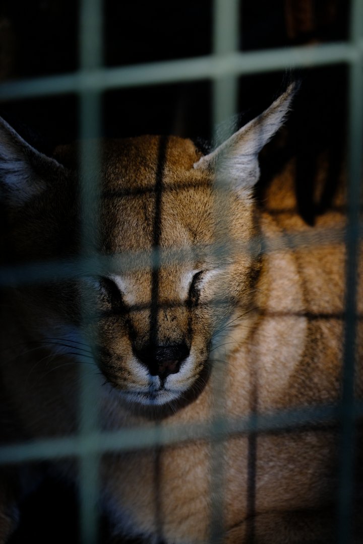 Caracal - Darling Downs Zoo