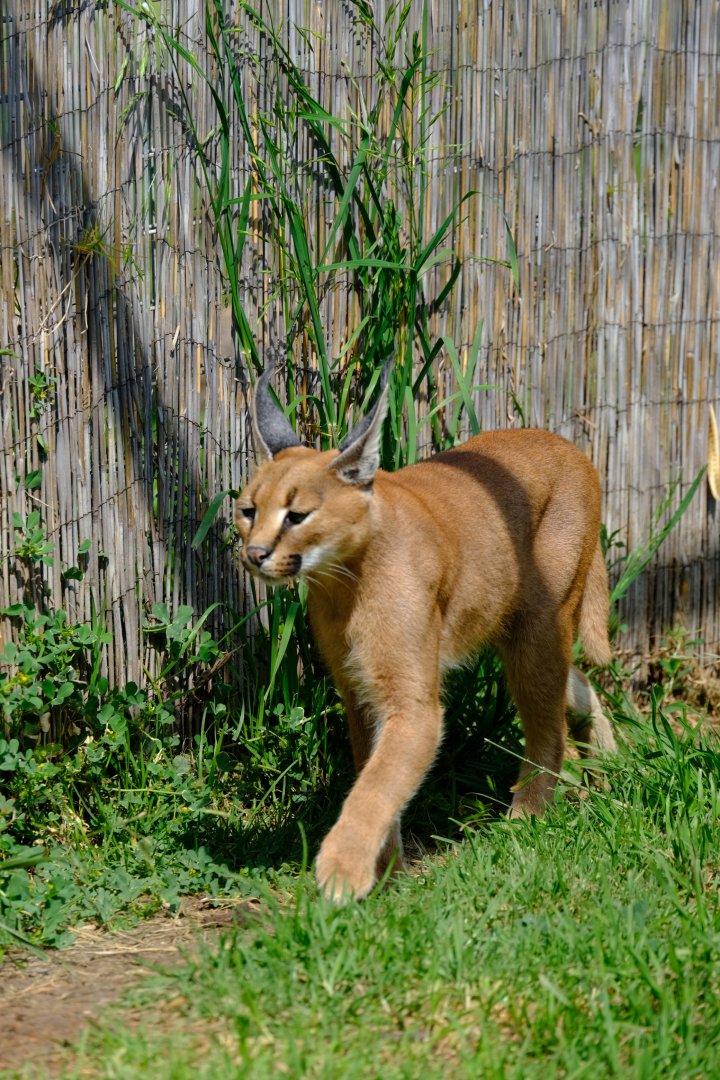 Caracal - Darling Downs Zoo