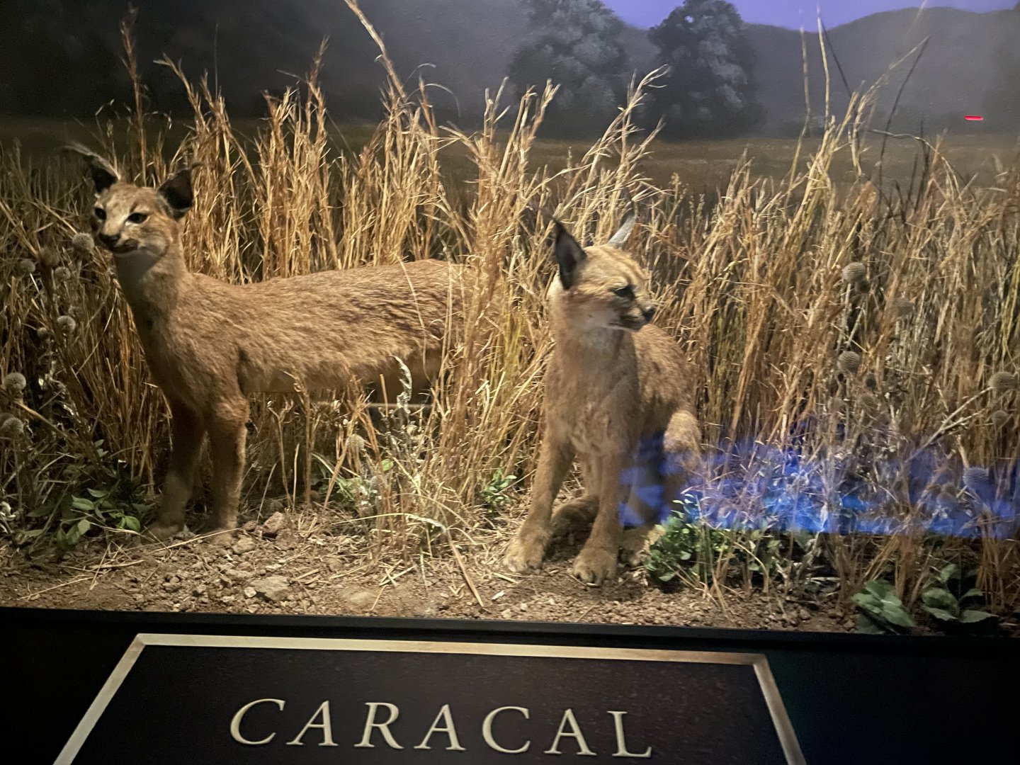 Caracal Diorama