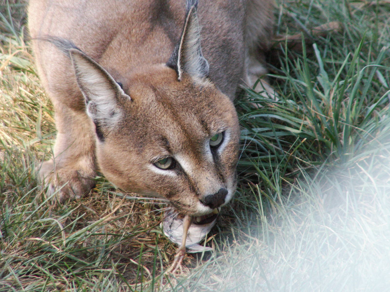 caracal eating
