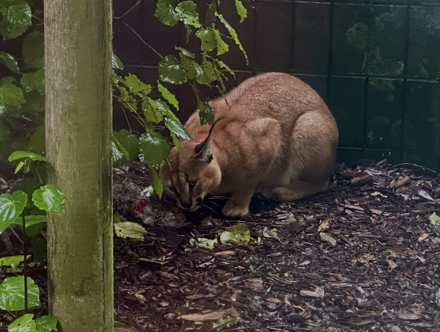 Caracal Eating