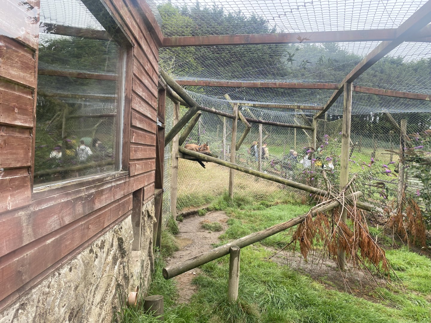 Caracal enclosure 020822
