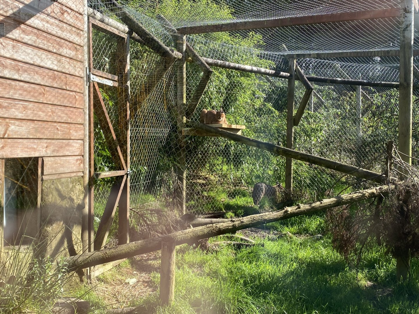 Caracal enclosure 141023