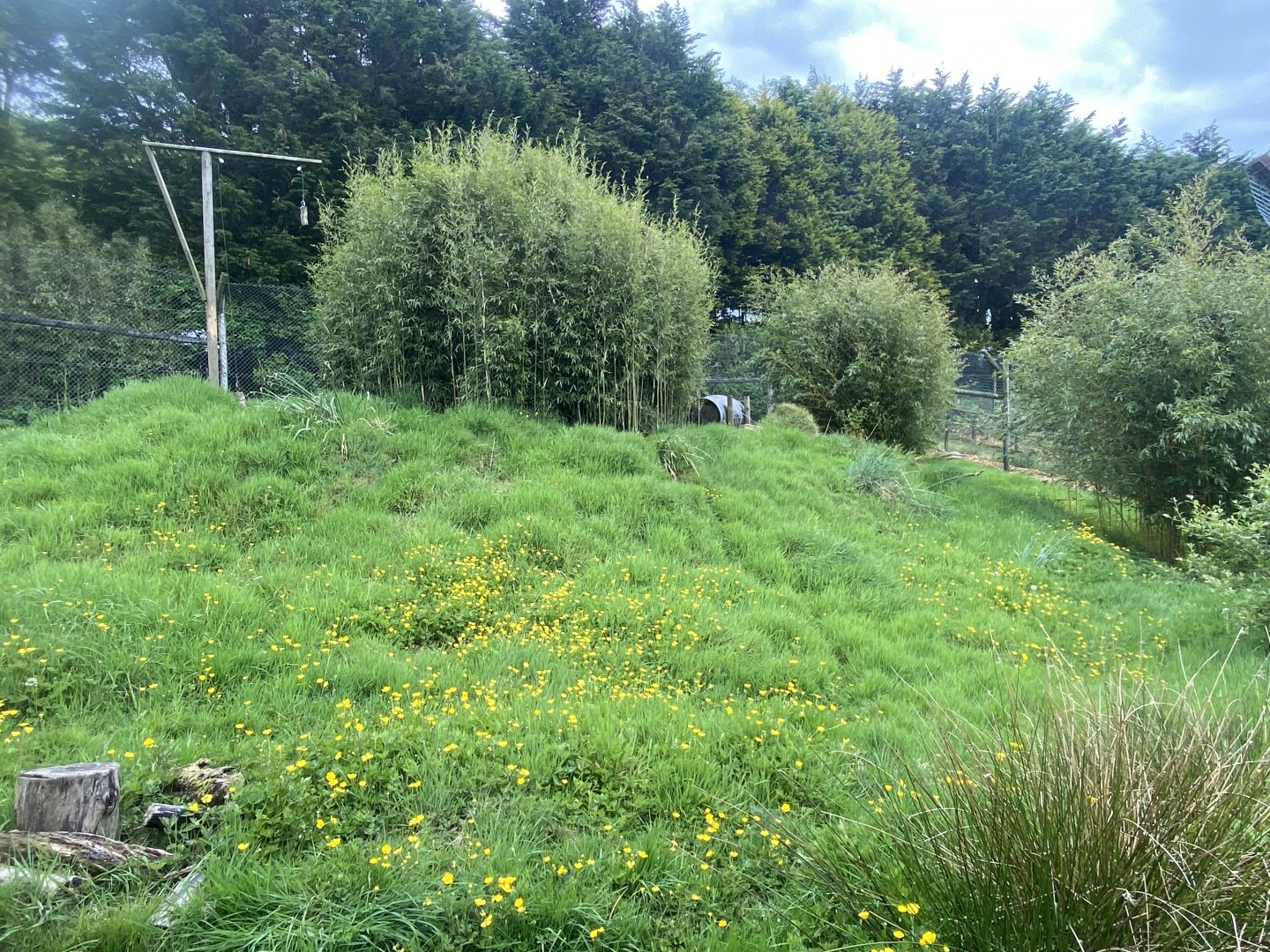 Caracal enclosure 150522