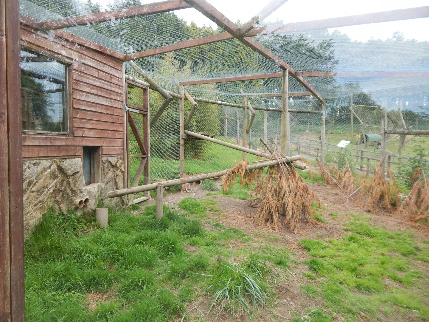 Caracal enclosure 150522