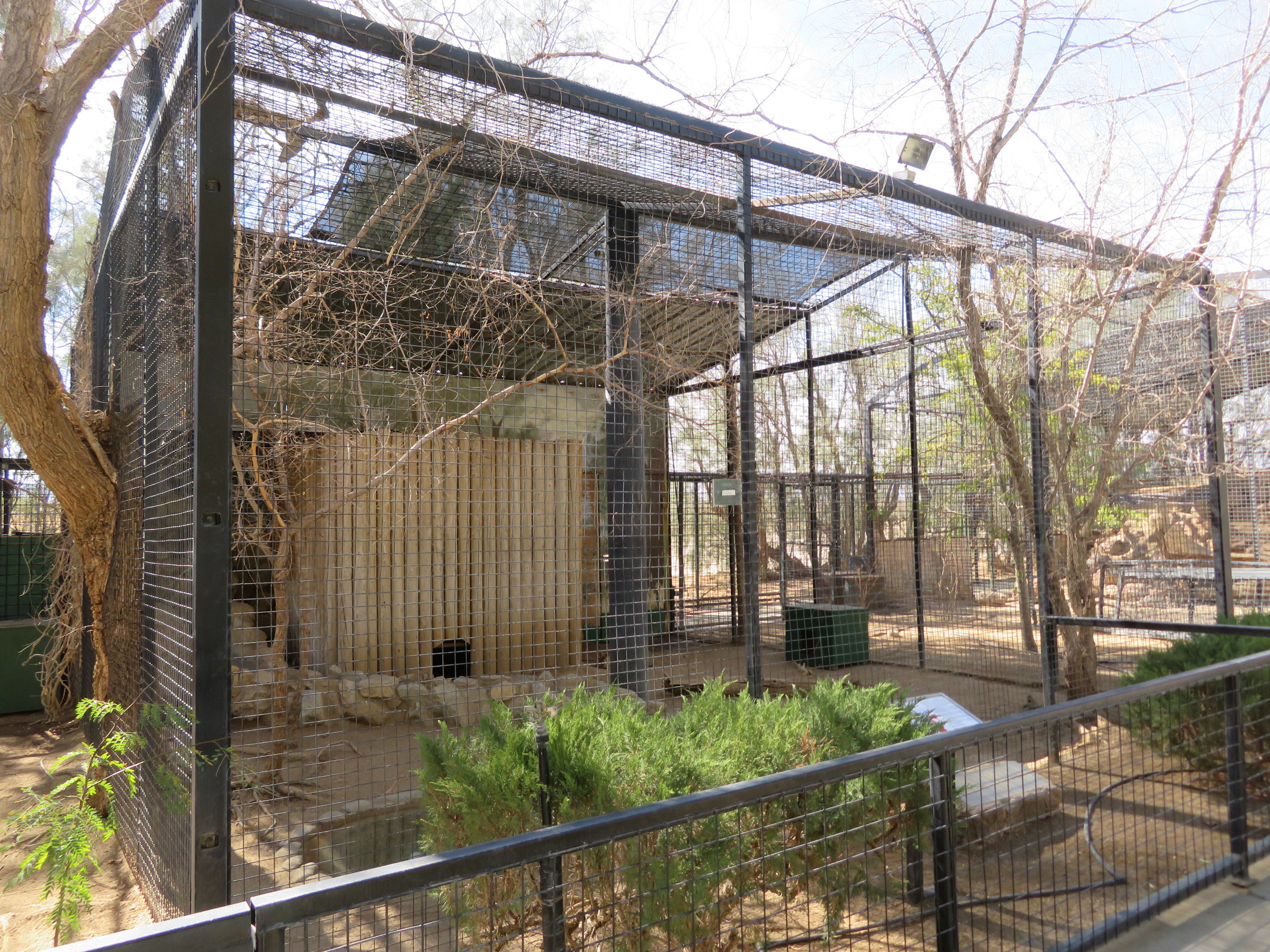 Caracal Enclosure (2022)