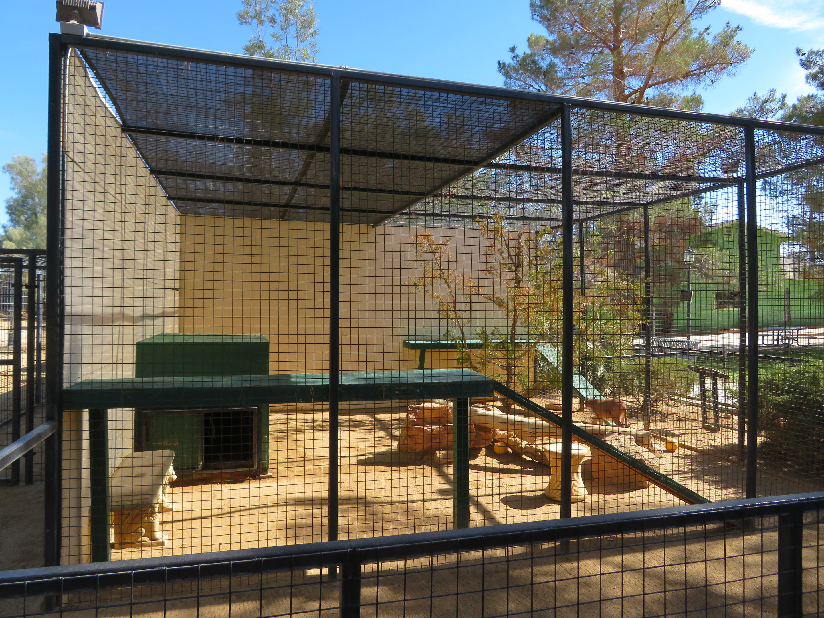 Caracal Enclosure (2022)