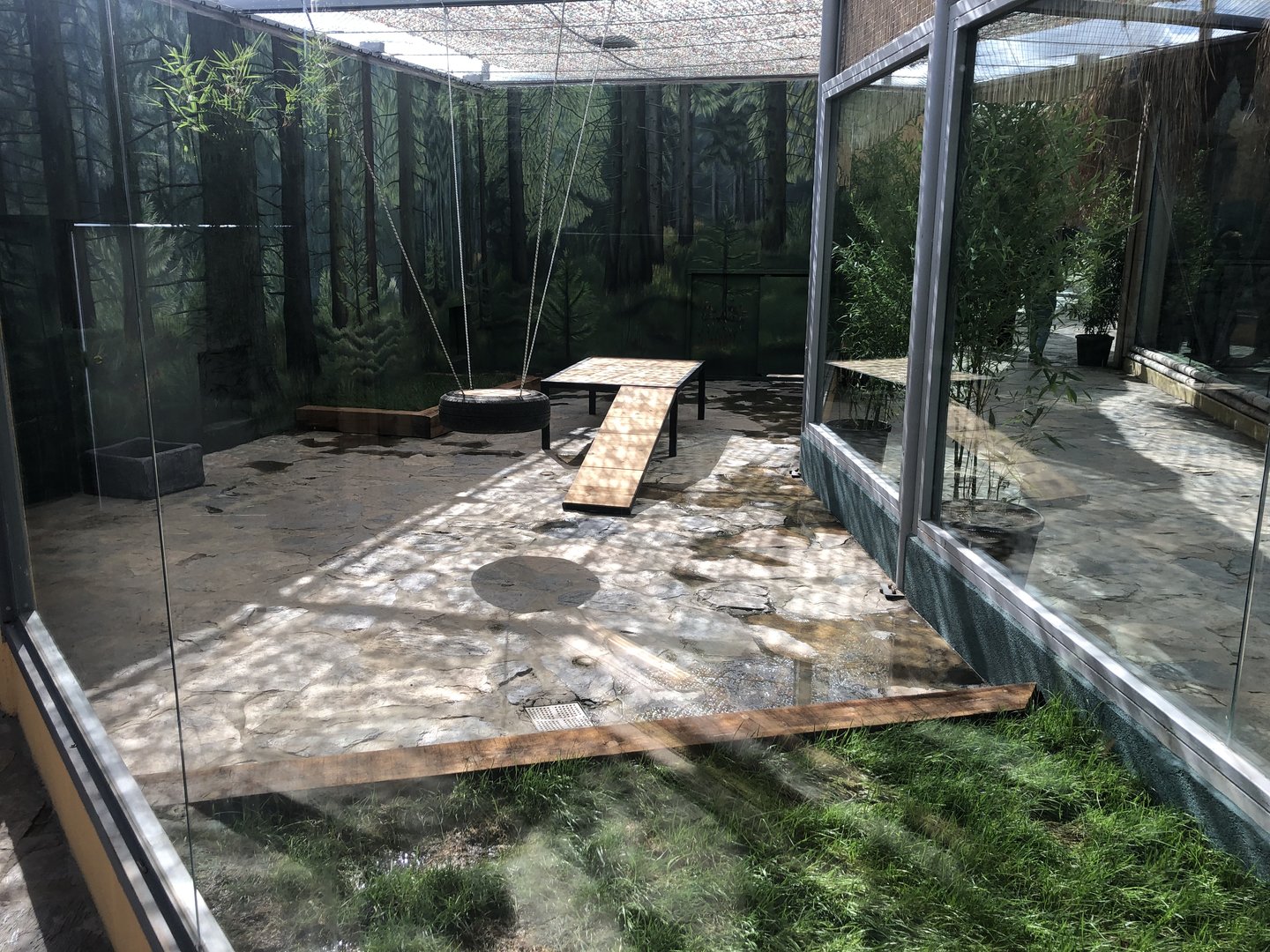 Caracal Enclosure at Aslan Park