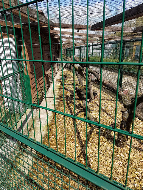 Caracal enclosure