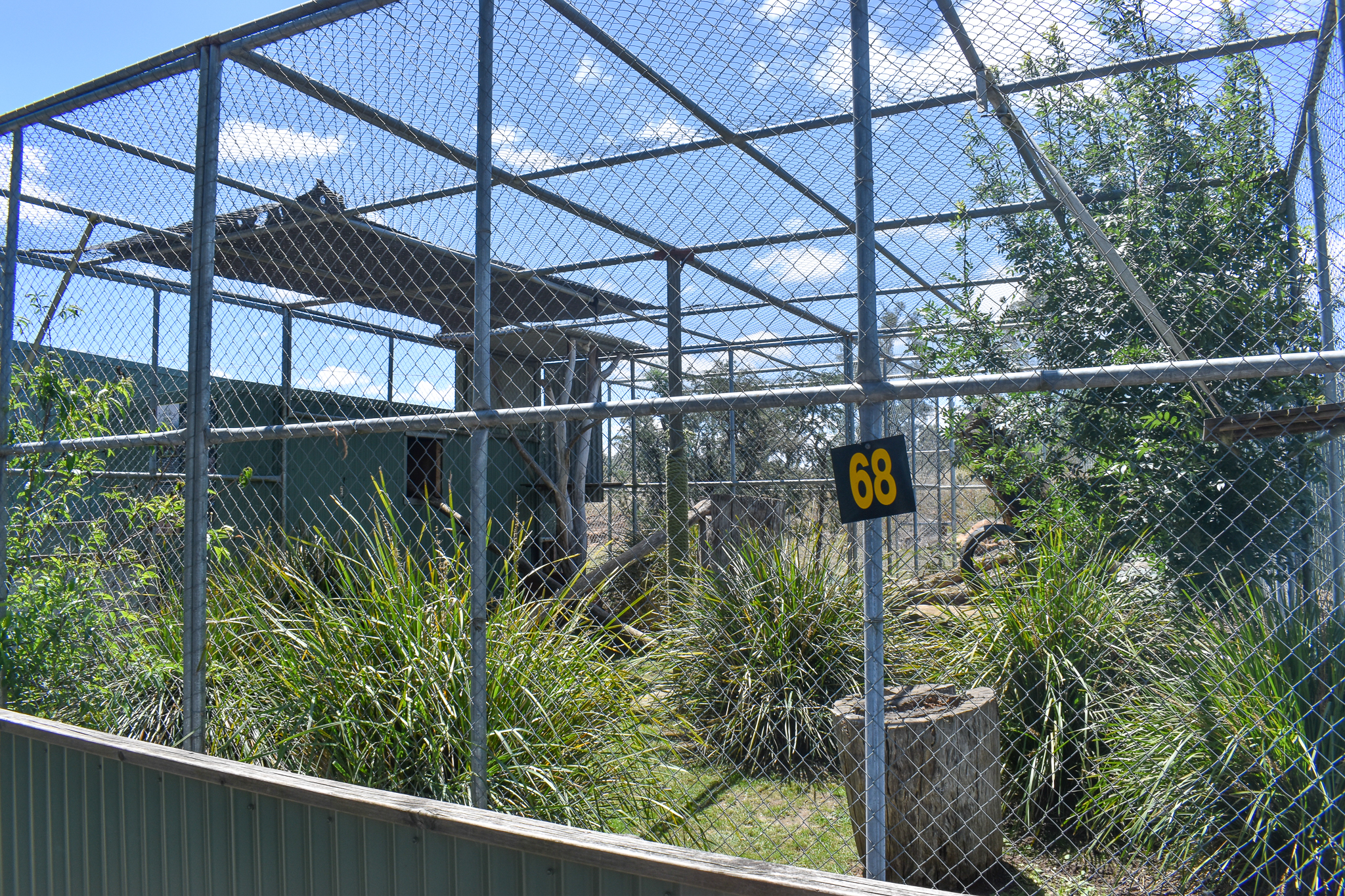 Caracal enclosure
