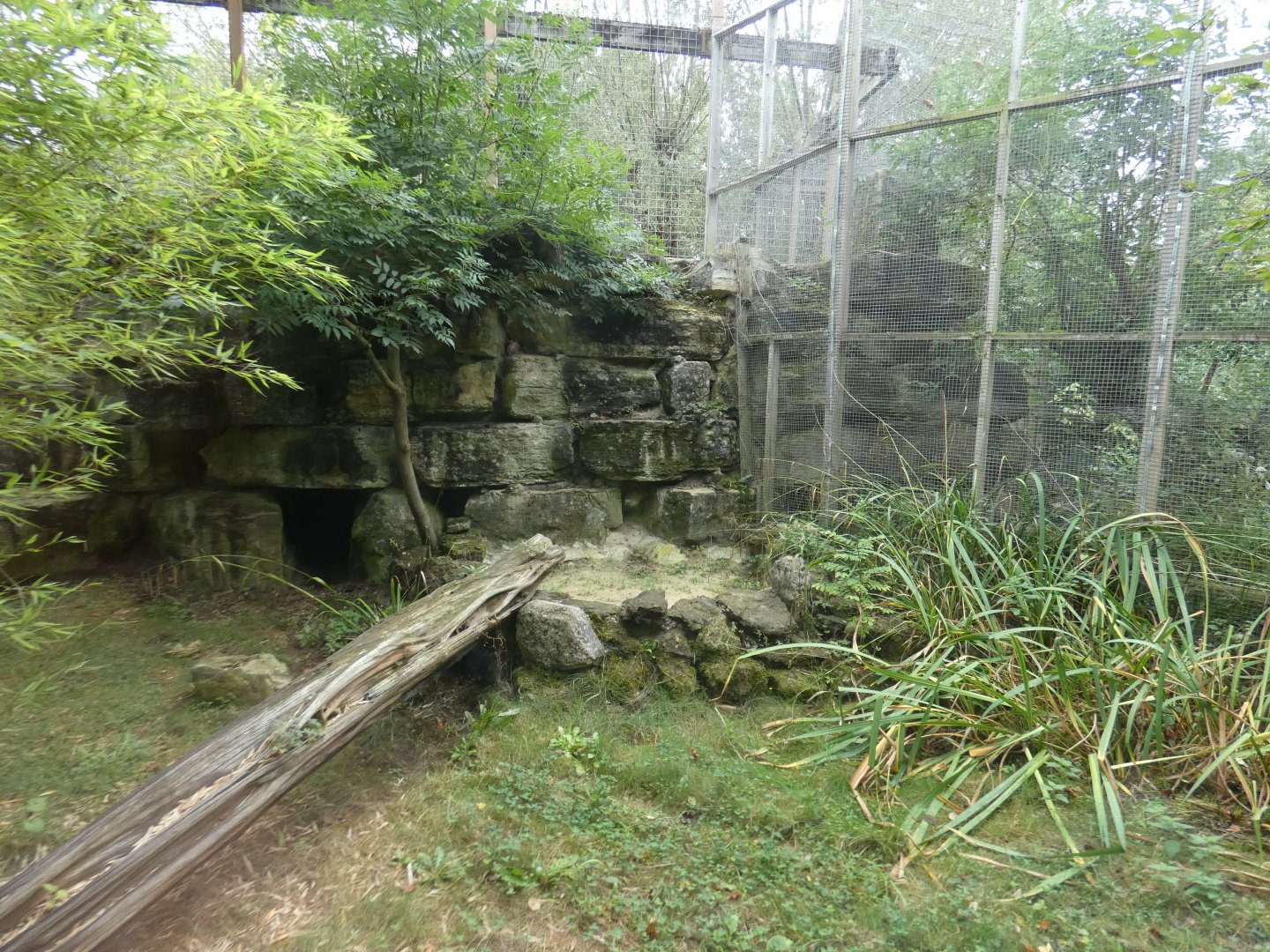 Caracal enclosure