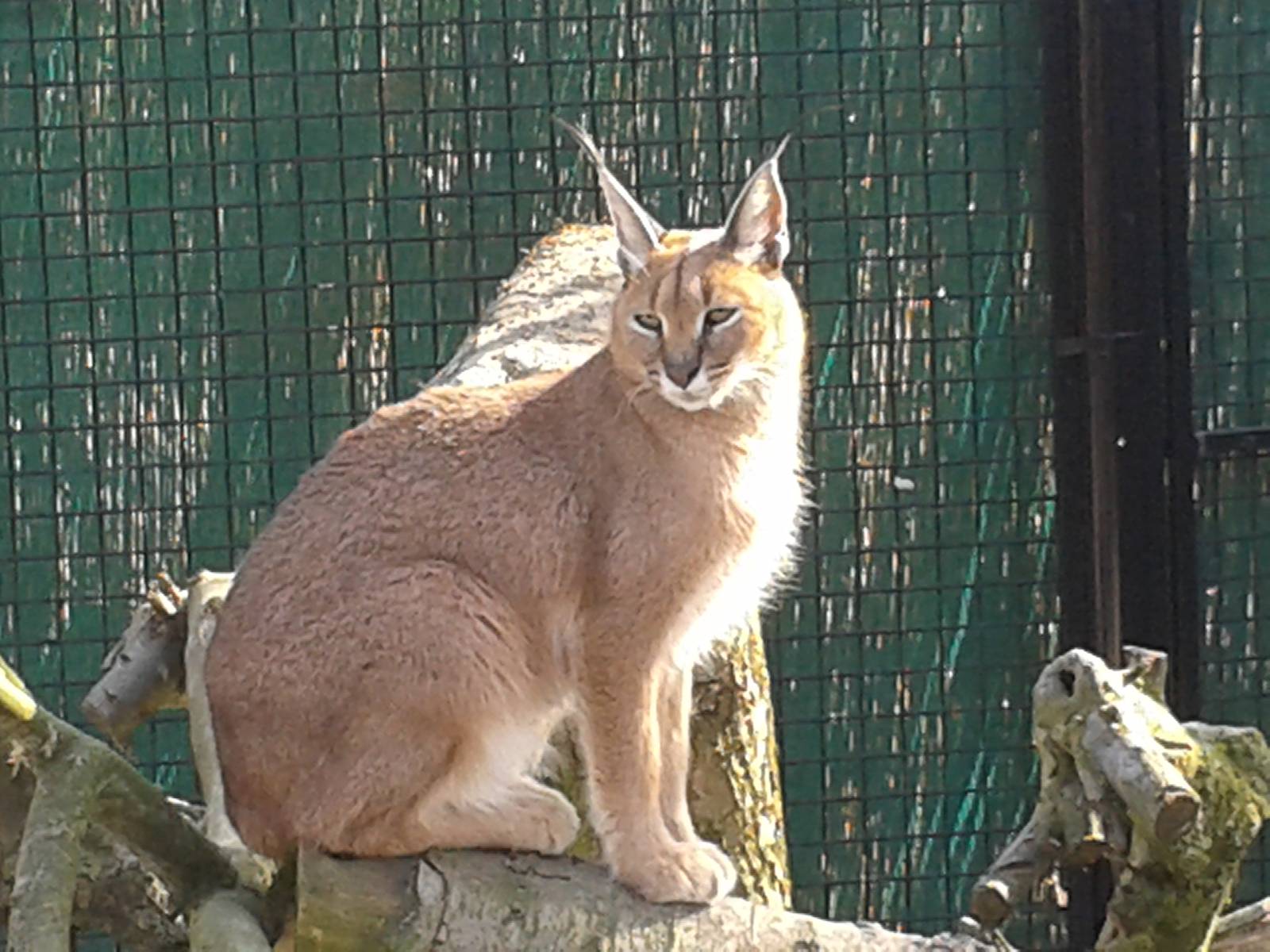 caracal enjoying the first spring-sun