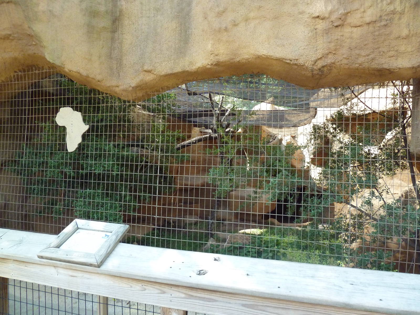 Caracal Exhibit #1