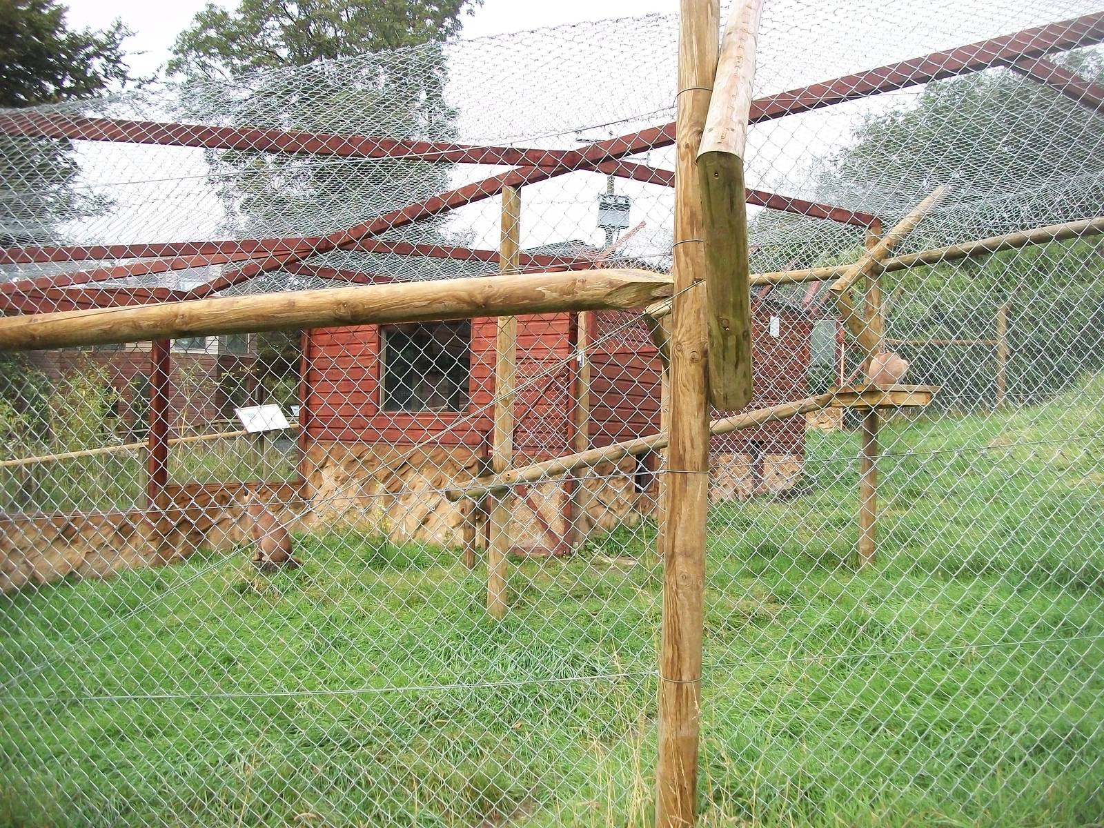 Caracal exhibit 12th September 2012