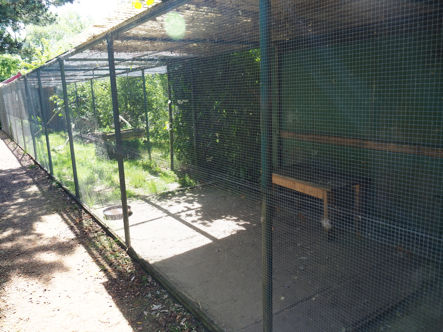 Caracal exhibit, 2019-06-01