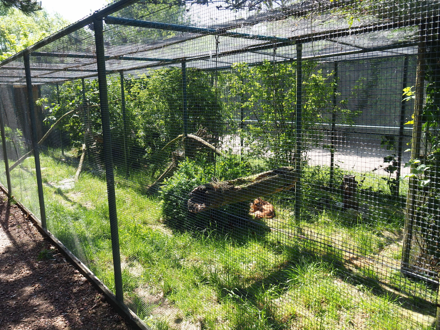 Caracal exhibit, 2019-06-01