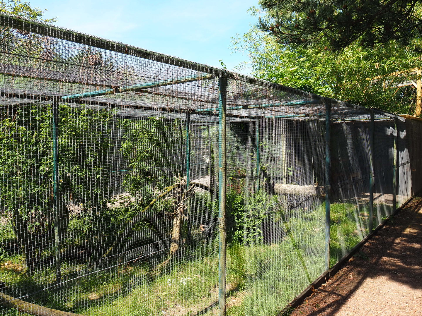 Caracal exhibit, 2019-06-01