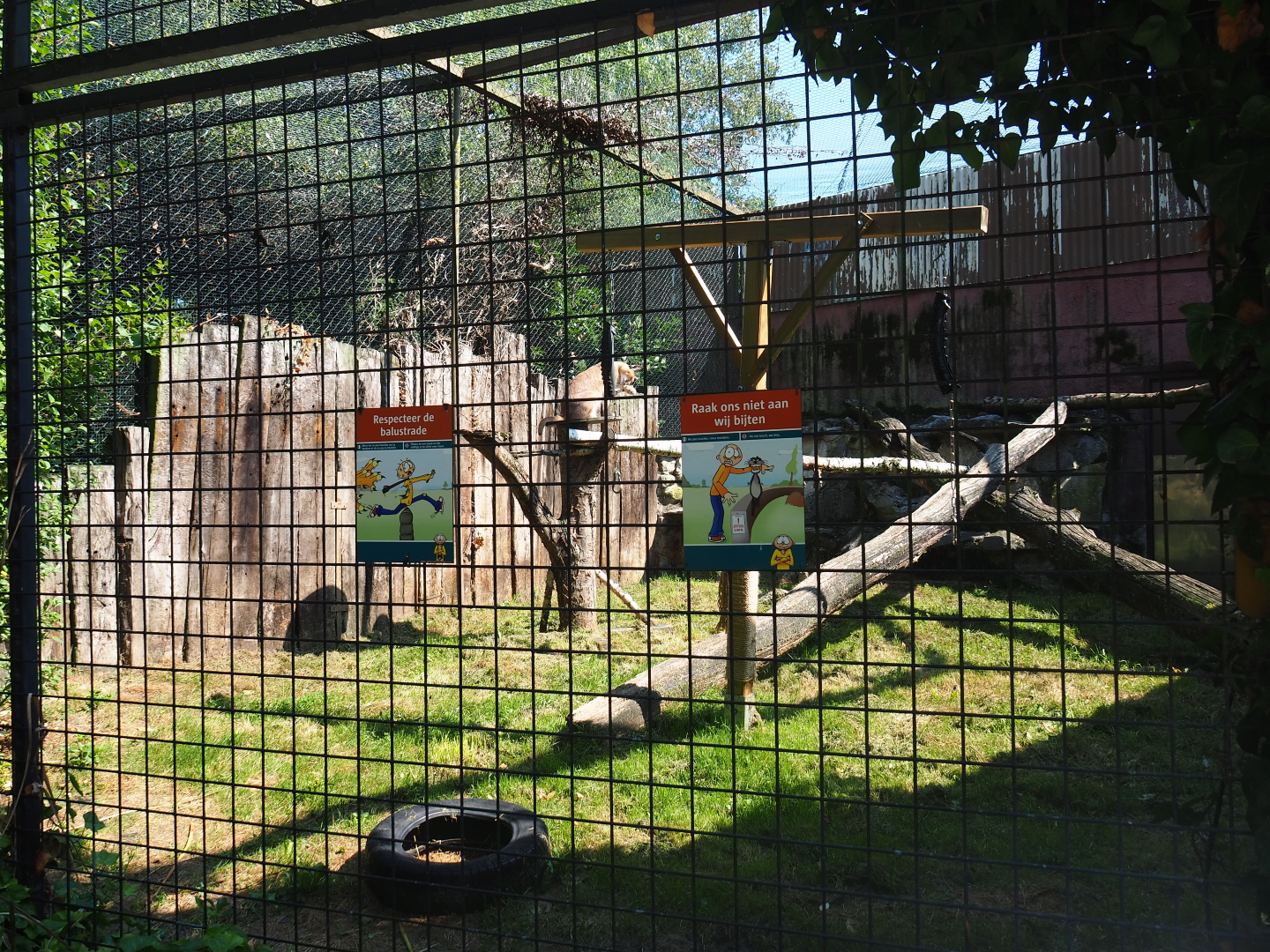 Caracal exhibit, 2019-08-04