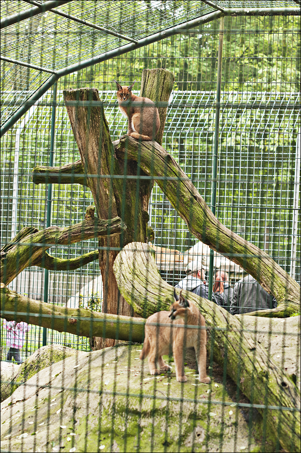 Caracal exhibit at Thüle