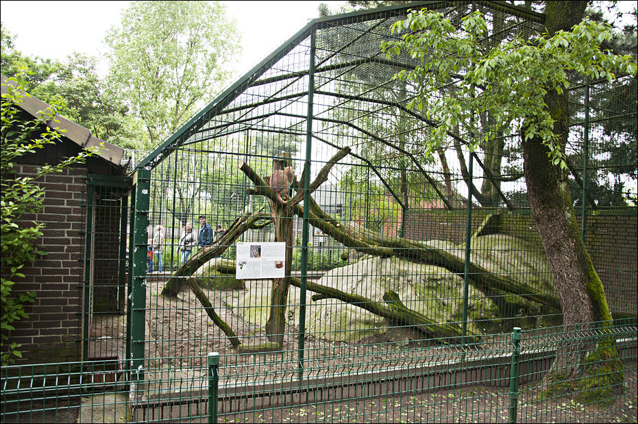 Caracal exhibit at Thüle