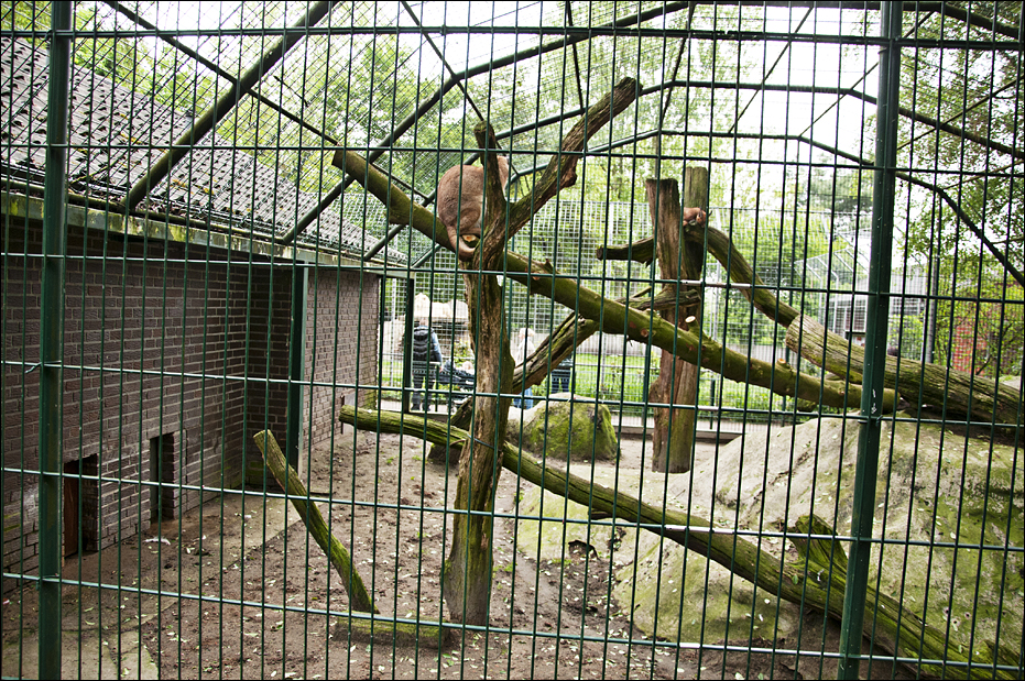 Caracal exhibit at Thüle