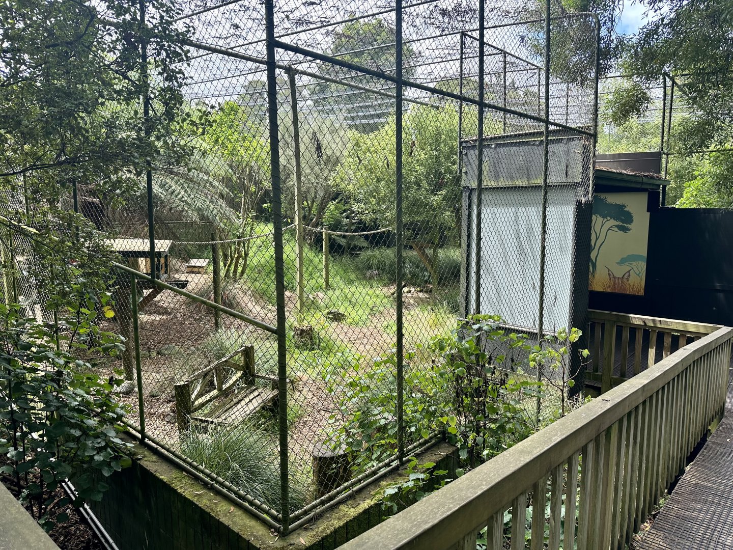 Caracal Exhibit (Coming 2024)