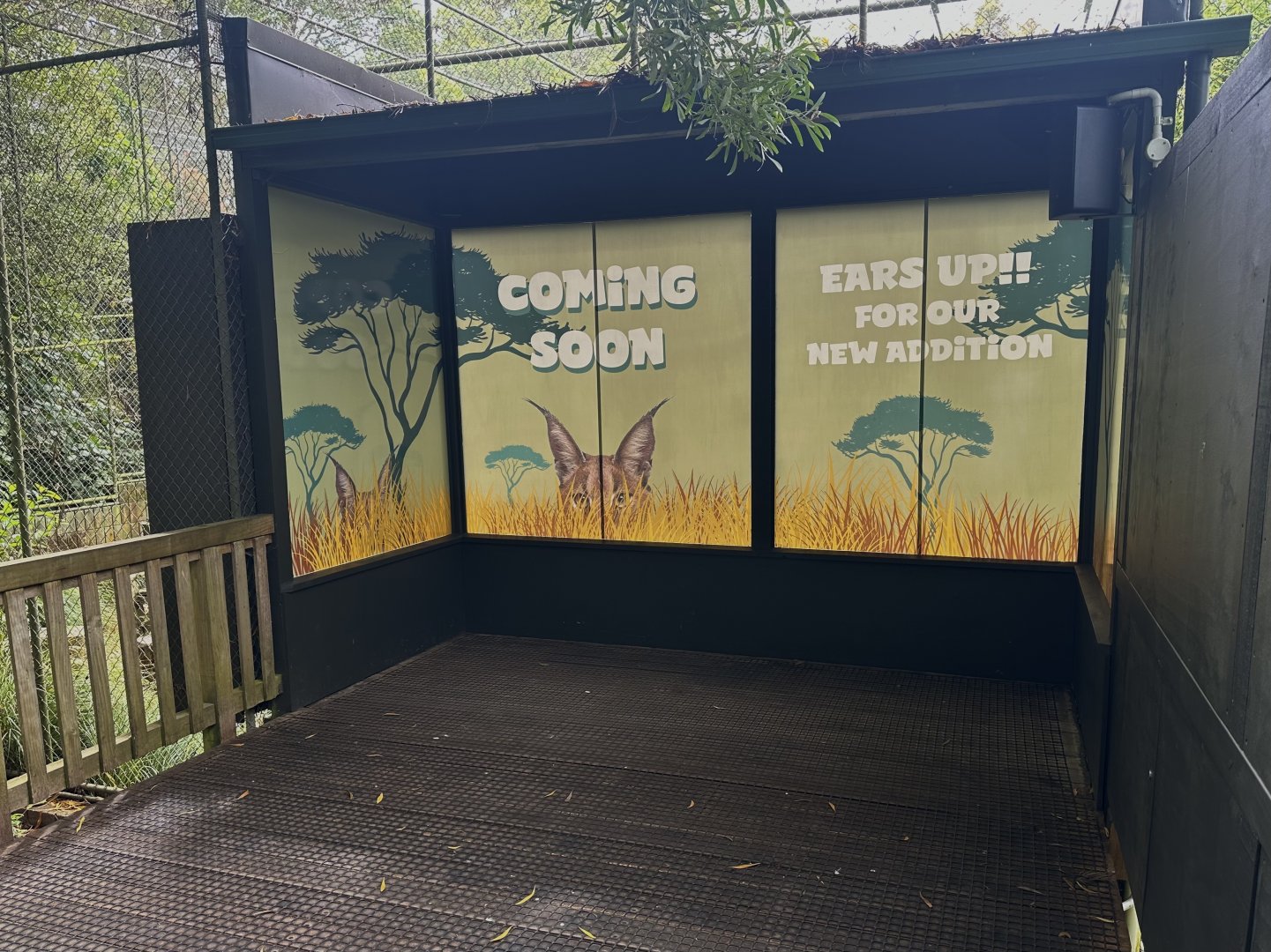 Caracal Exhibit (Coming 2024)