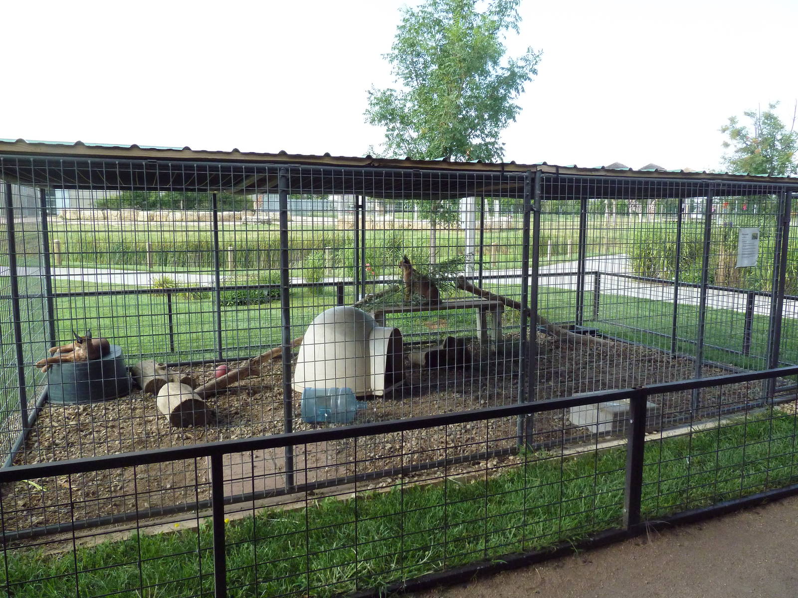 Caracal Exhibit - Educational Animals