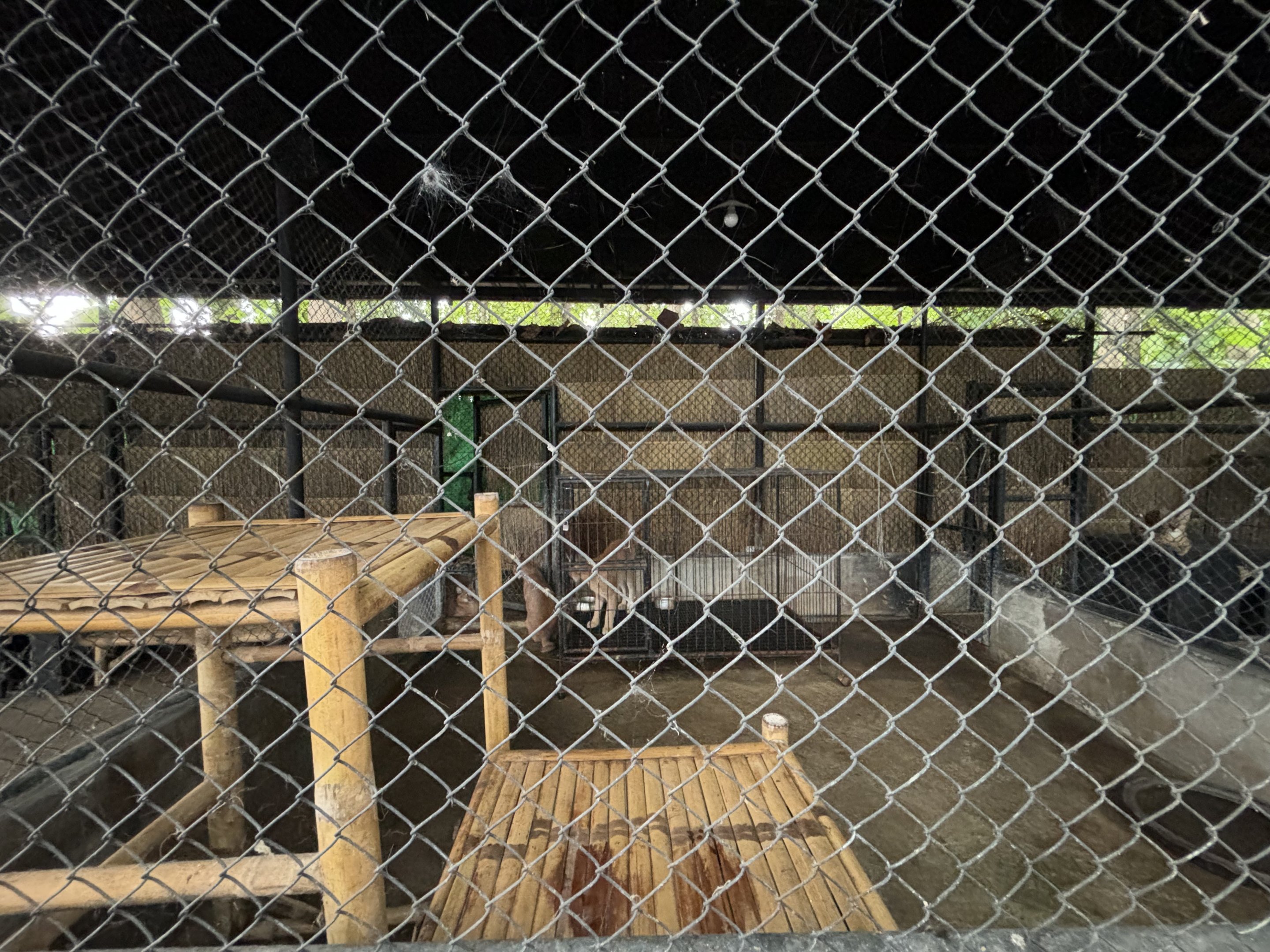 Caracal Exhibit - Lanna Mini Zoo
