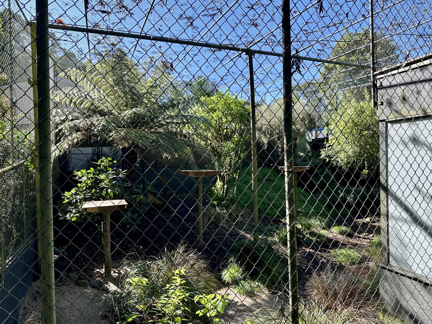 Caracal Exhibit (Left Side)